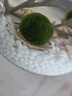 森淵馬里莫海藻球微景觀(guān)生態(tài)瓶魚(yú)缸水培球藻創(chuàng  )意迷你植物水生水底綠藻 1歲+3歲 送玻璃瓶 曬單實(shí)拍圖