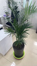 中夢散尾葵植物盆栽客廳大型綠植室內(nèi)辦公室鳳尾竹盆景天堂鳥花卉 散尾葵高1-1.2米一盆 曬單實拍圖