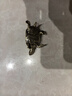 恩壽溯復(fù)古銅長壽龜桌面擺件納福烏龜銅雕工藝品文玩茶寵擺飾 長壽龜 曬單實(shí)拍圖