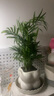 佰花錦辦公桌面綠植盆栽發(fā)財樹室內(nèi)客廳奶油風(fēng)網(wǎng)紅盆景精致美觀四季好養(yǎng) 袖珍椰子+PVC白泡泡盆 整體高度約15-25cm 曬單實拍圖