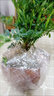 蕓香草臭草植物賊仔草盆栽室外陽(yáng)臺菜園四季花苗臭艾驅蚊驅蛇食用 蕓香草中顆 不帶盆 曬單實(shí)拍圖