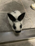 源物派兔糧幼兔主糧BP8高纖維壓縮專用營(yíng)養(yǎng)排毛球0玉米進(jìn)口低淀粉800g 曬單實(shí)拍圖