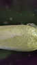 聽蔬有機大白菜 黃心清甜新鮮 膠東現(xiàn)采摘 山東濰坊無農(nóng)殘食材匯 4斤 曬單實拍圖