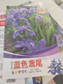 藍(lán)花鳶尾種子藍(lán)蝴蝶扁竹花德國(guó)鳶尾鳶尾花扁擔(dān)花種子耐濕耐陰宿根 藍(lán)色鳶尾種子 5包約500粒 曬單實(shí)拍圖