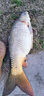 龍王恨野戰(zhàn)藍(lán)鯽經(jīng)典老款釣魚(yú)餌料搓拉餌老三樣野釣湖庫(kù)經(jīng)典鯽魚(yú)鯉魚(yú)飼料 老款野戰(zhàn)藍(lán)鯽【香腥】300g*2包 正品保證 曬單實(shí)拍圖