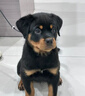 雙血統(tǒng)羅威納犬幼犬純種護(hù)主護(hù)衛(wèi)德系美系杜賓犬寵物狗狗活體幼崽 寵物級 血統(tǒng)級(預(yù)定)發(fā)貨前補(bǔ)尾款 曬單實(shí)拍圖