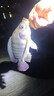 武漢天元鄧剛金版浮釣鰱鳙顆粒野釣手竿花白鰱鳙大胖頭草莓味餌料 天元鄧剛【浮釣鰱鳙】 2包 曬單實拍圖