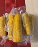 十月稻田 黃糯玉米 3.52斤(220g*8根) 東北甜黏玉米棒 早餐苞米 真空包裝 曬單實(shí)拍圖