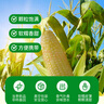 王老寶東北黃糯玉米  甜糯玉米棒 新鮮真空包裝加熱  即食黏玉米 迷你小黃糯(單支150g-180g) 10個 曬單實(shí)拍圖