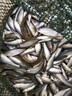 木允瑤魚(yú)味道神經(jīng)誘導素野釣餌料鯽魚(yú)散炮草魚(yú)餌誘魚(yú)劑的釣魚(yú)小藥野釣 神經(jīng)誘導素*100ml ( 1瓶體驗裝) 曬單實(shí)拍圖