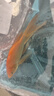 獅子頭貴妃臺灣純種短身球體蝴蝶鯉魚錦鯉耐寒淡水冷水觀賞魚苗 12-15厘米1條中國紅色普身蝴蝶鯉 曬單實(shí)拍圖