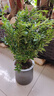 綠有意梔子花綠植花卉發(fā)財(cái)樹盆栽辦公室內(nèi)多肉綠蘿籮桌面水培好養(yǎng)活植物 滿天星【繁星盆】 含盆 曬單實(shí)拍圖