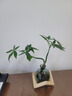 八芽水培植物發(fā)財(cái)樹(shù)小盼菩提桌面盆栽凈化空氣室內(nèi)擺件辦公室綠植花卉 雙桿發(fā)財(cái)樹(shù)-輕奢小藍(lán)瓶-幾何木架 含盆 曬單實(shí)拍圖