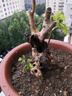 黃荊樁老樁黃荊盆景熟樁樹(shù)樁根雕舍利黃荊室內(nèi)綠植辦公室盆栽庭的 小號(hào)舍利老樁隨機(jī)發(fā) 不含盆 曬單實(shí)拍圖