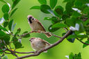 適馬（SIGMA）500mm F5.6 DG DN OS ｜Sports 全畫幅 超遠攝定焦鏡頭 打鳥拍荷花（索尼卡口） 曬單實拍圖