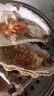 龍味福【活鮮】生蠔 乳山牡蠣 新鮮海蠣子生鮮貝類 【精品獨(dú)家蠔王】8XL帶箱10斤生蠔 曬單實(shí)拍圖