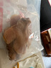 裕臘坊風(fēng)干豬拱嘴咸香味安徽六安特產(chǎn)咸肉豬鼻子帶豬核桃肉臘豬臉頭皮 1000g 豬拱嘴2斤 曬單實(shí)拍圖