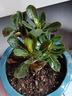沙漠玫瑰盆栽重瓣花卉庭院植物耐旱室內(nèi)四季陽臺盆景懶人好養(yǎng)綠植 沙漠玫瑰【紅寶石】3年老樁+加侖盆 曬單實拍圖