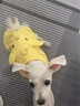 曇蓓漫狗狗衣服夏季薄款寵物小型犬可牽引比熊泰迪博美幼犬衣服貓咪背心 背心【黃小熊M】適合5-7斤 立體刺繡/可戴牽引繩/透氣華夫格 曬單實(shí)拍圖