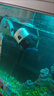 MDUG造浪泵吹糞便魚(yú)缸造浪魚(yú)池靜音水流變頻造流泵吹魚(yú)便水族箱沖浪泵 3W單頭底座款 曬單實(shí)拍圖