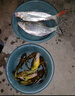 SHIMANO禧瑪諾25款磯釣竿竿釣魚(yú)竿投路亞竿碳素竿漁竿泛用超遠投海竿 4.2m 25款 BASIS BG 6-420K 曬單實(shí)拍圖