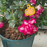 種花迷比利時花盆栽四季開花杜鵑花盆景花卉杜鵑花苗室內(nèi)客廳陽臺綠色植 西瑪杜鵑 三年苗(帶花苞) 曬單實拍圖