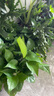 雙盟綠蘿盆栽除甲醛花卉綠植辦公室新房?jī)艋諝?80加侖4盆裝源頭直發(fā) 曬單實(shí)拍圖