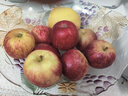 菲農(nóng)新西蘭牛頓蘋果新鮮小蘋果水果高端整箱當(dāng)季脆甜嘎啦順豐包郵 10只/斤（單果30mm-40mm） 曬單實(shí)拍圖