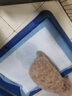 嘉瑰泰迪幼犬灰泰迪純種泰迪狗活犬寵物狗狗活體巨貴貴賓犬茶杯犬 寵物級 香檳色 曬單實拍圖