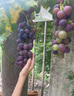 植翠葡萄膨大劑肥?；ū９鎏鸱懒雅蚬衿麝?yáng)光玫瑰夏黑巨峰專(zhuān)用肥料 葡萄病害清【1瓶裝】葡萄病全治 曬單實(shí)拍圖