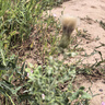 小熊（Bear）砂鍋 煲仔飯小燉鍋耐高溫不開(kāi)裂 1.2L單人沙鍋 煲湯燃?xì)庠钐沾慑?曬單實(shí)拍圖