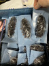 上品堂 大連有機(jī)即食海參 高品質(zhì)遼刺參固形物≥85%單個(gè)裝送禮 禮盒 1800g /30只禮盒【大個(gè)頭】 曬單實(shí)拍圖