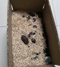 品吉味蠶蛹  東北特產(chǎn)柞蠶蛹  鮮活大體蟬蛹黃黑蠶蛹500g  活體繭蛹 A級(jí)大二黃蠶蛹一斤【4-5cm】 曬單實(shí)拍圖