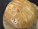皇家小虎流心核桃包1.68kg/約48個 面點速食廣式懶人早餐半成品 源頭直發(fā) 曬單實拍圖