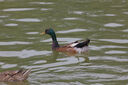 適馬（SIGMA） 100-400mm F5-6.3全畫幅微單長焦遠(yuǎn)攝鏡頭 L卡口 【官方標(biāo)配】主圖配件+多重好禮 曬單實(shí)拍圖