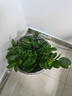 【金錢樹】盆栽客廳室內(nèi)植物錢串子大型發(fā)財(cái)綠植喬遷開業(yè)送盆花卉 6-9株 50-60cm（原土盆） 送肥料 曬單實(shí)拍圖