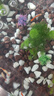 黑蓮燈魚黑燈管小型觀賞魚草缸黑燈活體淡水群游黑蓮燈魚霓虹燈魚 組合套餐A2-3厘米含備損3條 曬單實(shí)拍圖