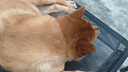 四季寶（SKIPPY）花生醬 早餐面包醬 拌飯拌面醬 沙拉醬 調(diào)味醬料火鍋蘸料顆粒510g 曬單實拍圖