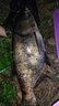 YGK PE SUPER16編pe線路亞線錨魚雷強(qiáng)專用ygkpe jp進(jìn)口原絲大力馬主線打黑魚線 X16五彩錨魚線【300米】 1.2【拉力強(qiáng)，不易斷】 曬單實(shí)拍圖
