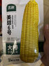 北蔬 水果玉米種子苗超甜脆耐熱玉米四季可生吃 美珍206玉米種子30粒 曬單實(shí)拍圖
