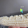 爆漿冰糖牛奶水果玉米開(kāi)袋即食超甜直播間超市同款 爆漿超甜牛奶水果玉米5-7根裝 曬單實(shí)拍圖