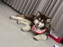 貴為（GiGwi）狗玩具磨牙棒狗狗磨牙玩具中大型犬狗狗玩具用品木塑鹿角M 曬單實(shí)拍圖