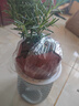 迷迭香苗盆栽可食用驅(qū)蚊植物香草薄荷苗綠植物室內(nèi)煎牛排水培花卉 迷迭香1盆整體高約25cm+灰色繁星吸水盆+肥料 曬單實(shí)拍圖