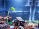 派樂(lè)特魚缸濾材水族箱底砂龜多肉裝飾造景擺件增色降酸水質(zhì)火山石巖1kg 曬單實(shí)拍圖