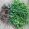 自然生帶根新鮮鳳尾草 雞腳草尾鳳凰草井欄草雞爪草 500克 中藥材 新鮮帶根1斤 曬單實(shí)拍圖