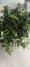 四季常青金魚花吊蘭盆栽室內(nèi)綠植花卉多肉植物發(fā)財(cái)樹好養(yǎng)易活客廳 金魚吊蘭21-29棵+白色陶瓷盆 曬單實(shí)拍圖