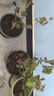 茉莉花苗盆栽帶花苞九里香老樁花卉植物室內(nèi)濃香四季開花好養(yǎng) 大份茉莉花【4-6顆】花苞飽滿 曬單實(shí)拍圖