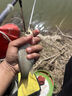 東強(qiáng)釣魚(yú)小藥強(qiáng)效誘魚(yú)添加劑黑坑野釣鯽魚(yú)鯉魚(yú)草青魚(yú)專用餌料窩料大全 秘殺通【野釣黑坑四季通用】 曬單實(shí)拍圖