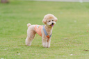 索尼（SONY）FE 70-200mm F2.8 GM OSS II 全畫(huà)幅遠(yuǎn)攝變焦G大師鏡頭(SEL70200GM2) 曬單實(shí)拍圖