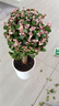 金枝玉葉多肉植物組合盆栽綠植花卉水培水養精品高端冷門(mén)稀有老樁 直筒盆+金枝玉葉 獨桿（高22-30cm） 曬單實(shí)拍圖